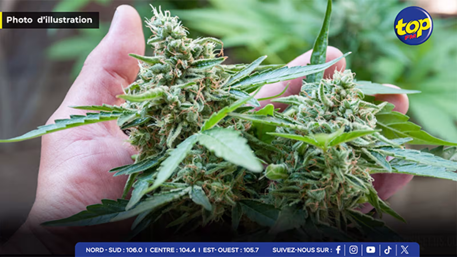 À Camp Thorel: plus de 450 plants de cannabis déracinés par l’ADSU