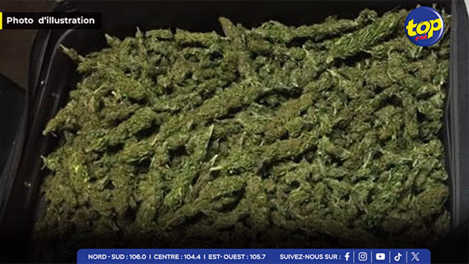 À Chamarel : Du cannabis valant Rs 14 millions saisi