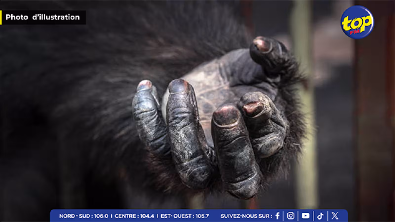 À Flic En Flac : des restes de singes retrouvés