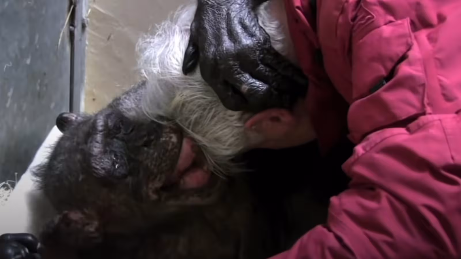 Sentiment des animaux : avant de mourir une guenon fait un effort pour dire adieu à un homme