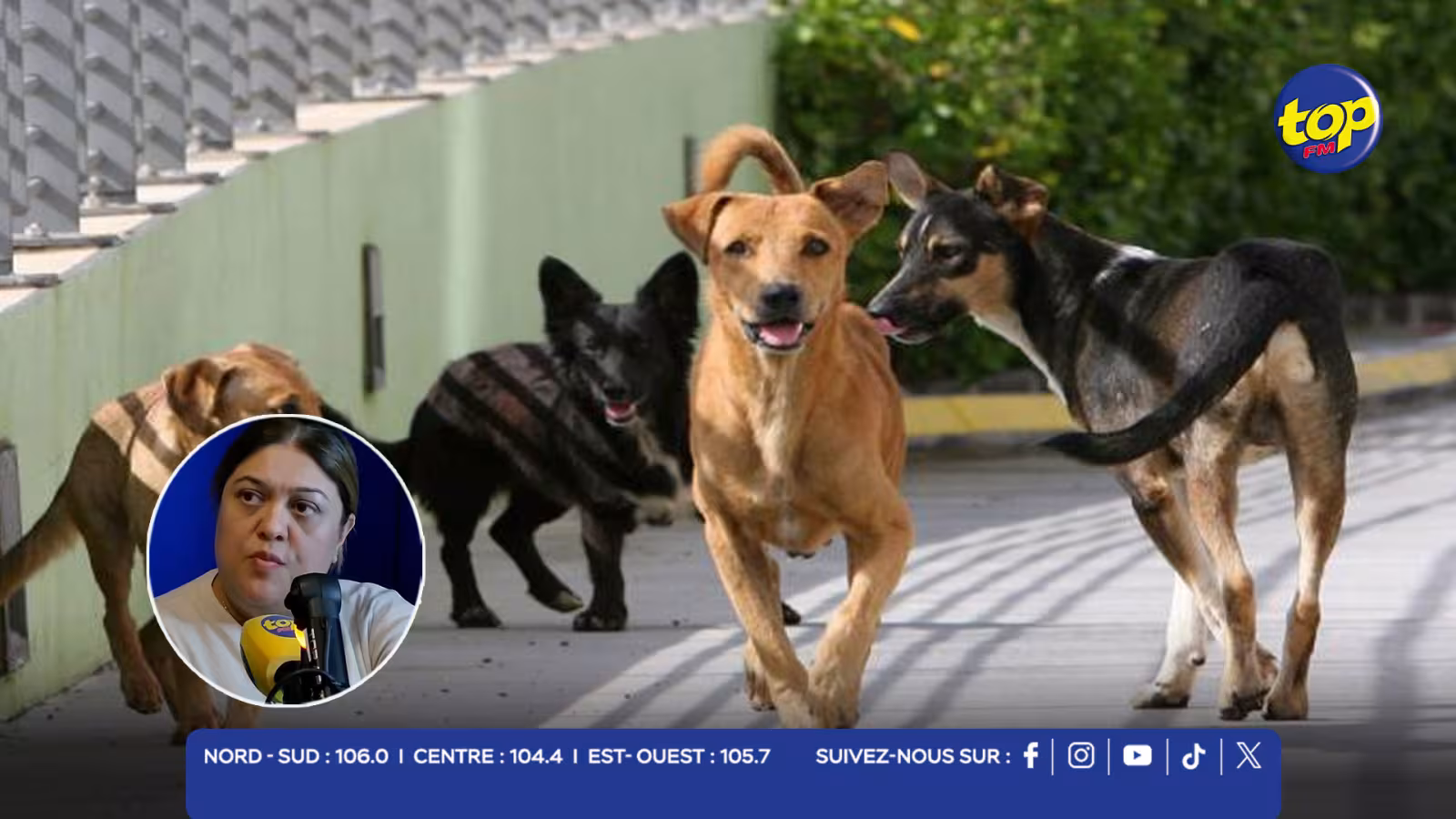 CHIEN ERRANTS