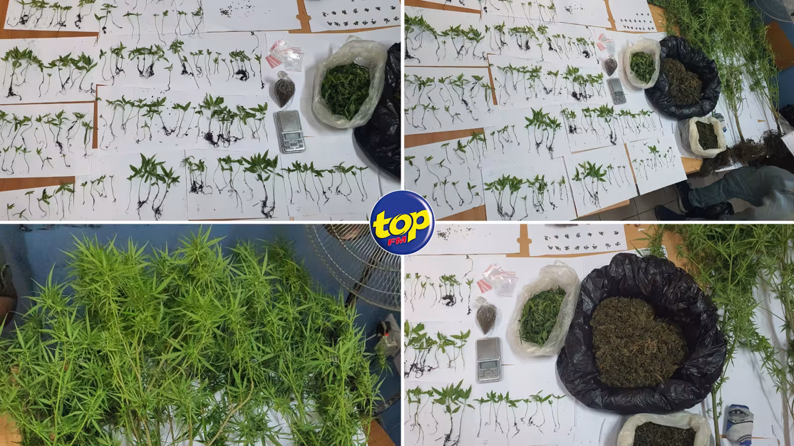 À Résidence La Cure : un jeune homme de 22 ans arrêté pour trafic de cannabis