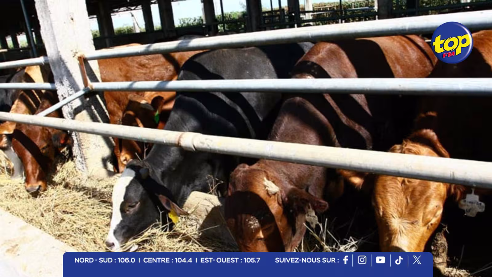 Exportation de bétail : 3 000 bœufs en provenace de la Namibie en route vers Maurice, selon la presse namibienne