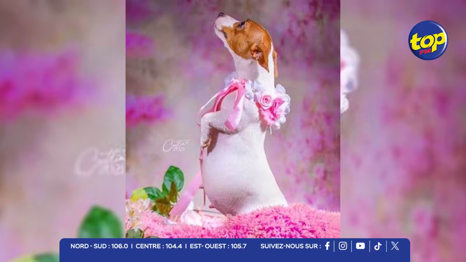 Brésil : une chienne enceinte s'offre un shooting de grossesse… 