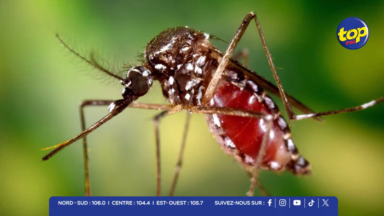 Santé publique : plus de 200 cas actifs de chikungunya, portant le total à 3 968 depuis le début de l’année 