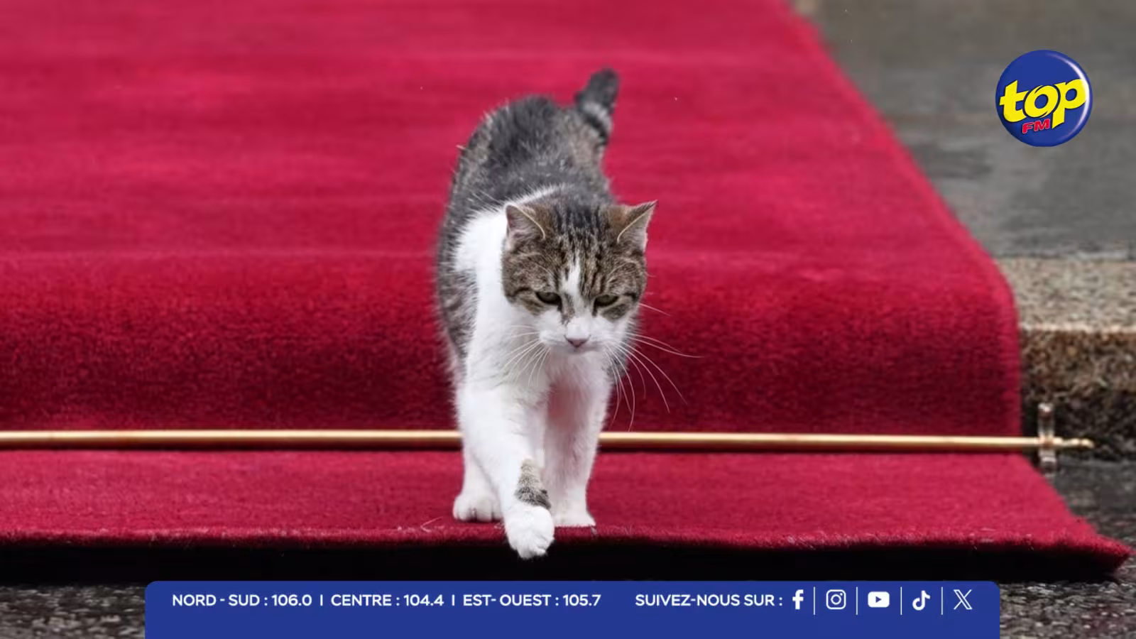 Sommet diplomatique à Londres : le chat Larry vole la vedette aux chefs d’État