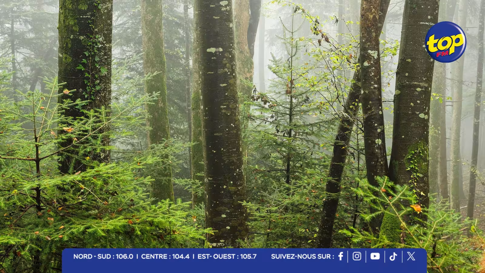 FORET