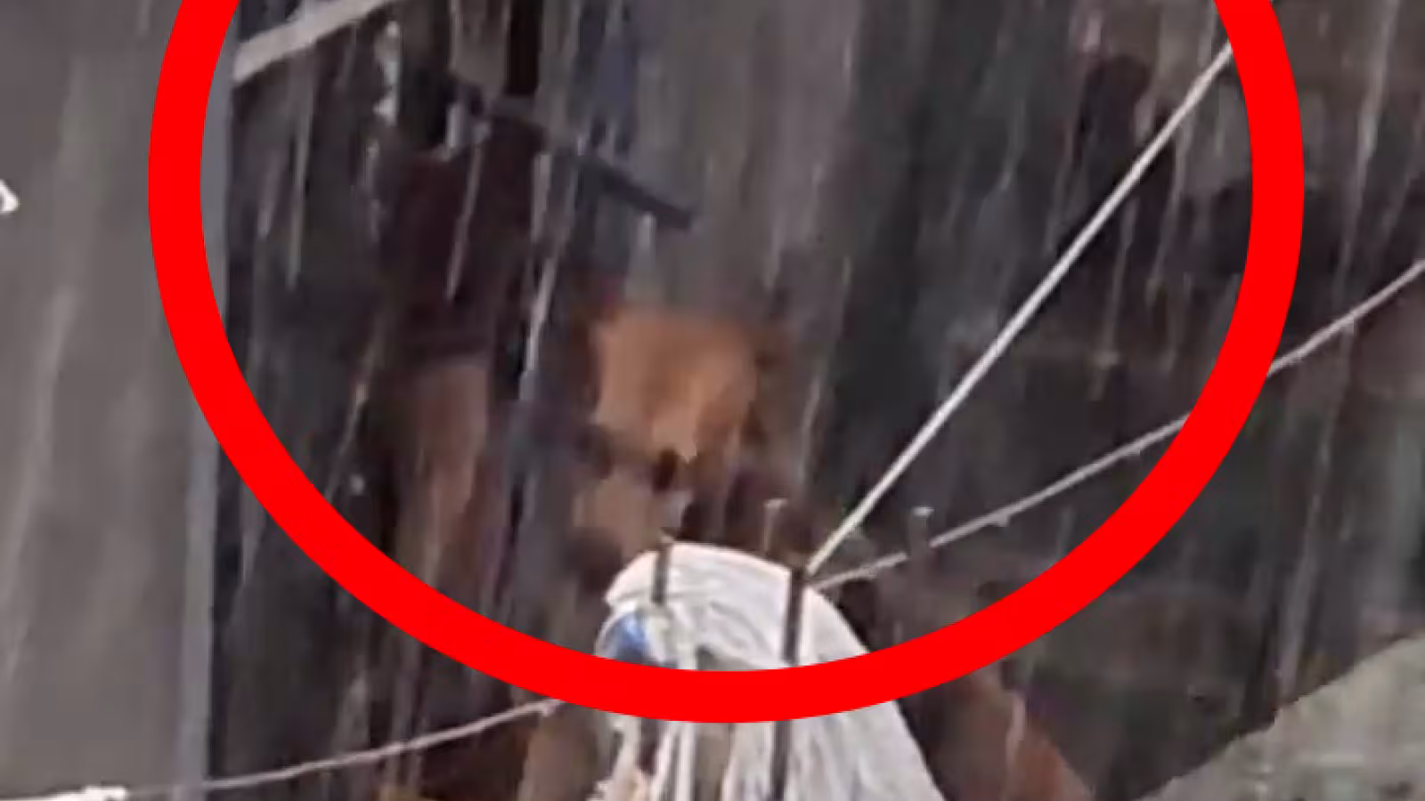Acte inhumain et maltraitance animale  : le ou la propriétaire d’un chien l’empêche de se mettre à l’abri, malgré ce temps pluvieux et orageux