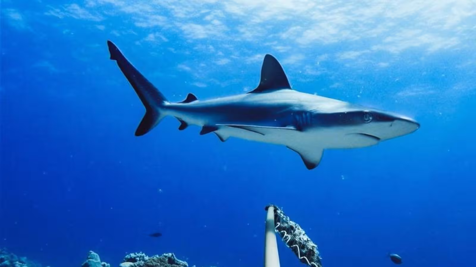 Australie : un homme tué par un requin sur une plage très fréquentée