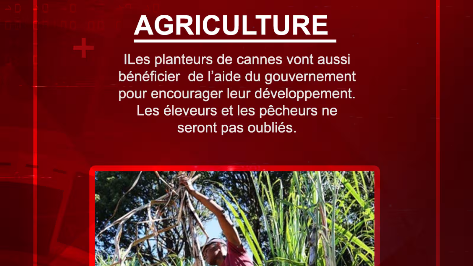 Les planteurs de cannes vont aussi bénéficier de l’aide du gouvernement pour encourager leur développement. Les éleveurs et les pêcheurs ne seront pas oubliés.