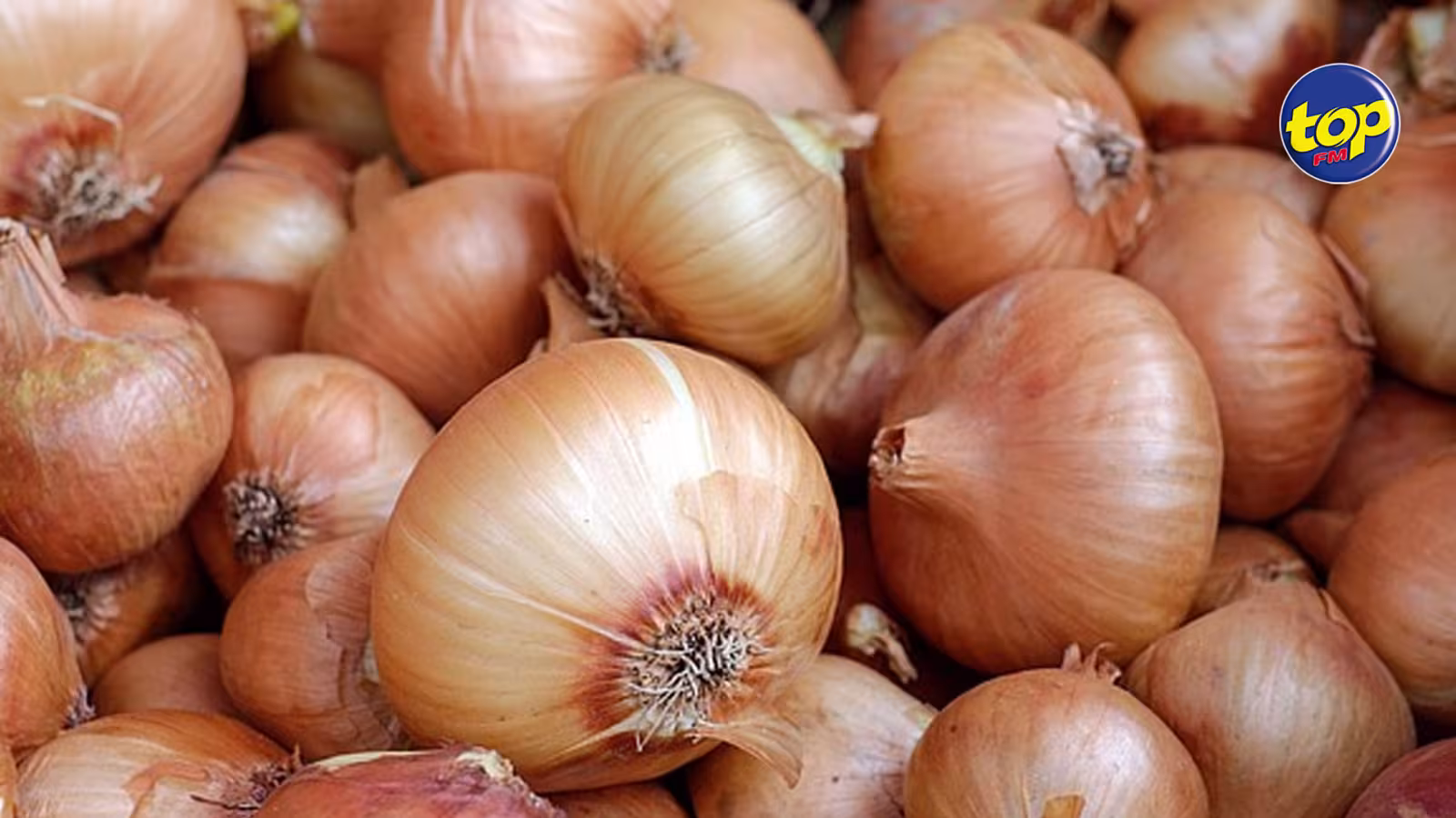 Production agricole : trois fois plus d’oignons produits au cours des 6 premiers mois de 2024, alors que la viande de poulet connaît une baisse de 20 %