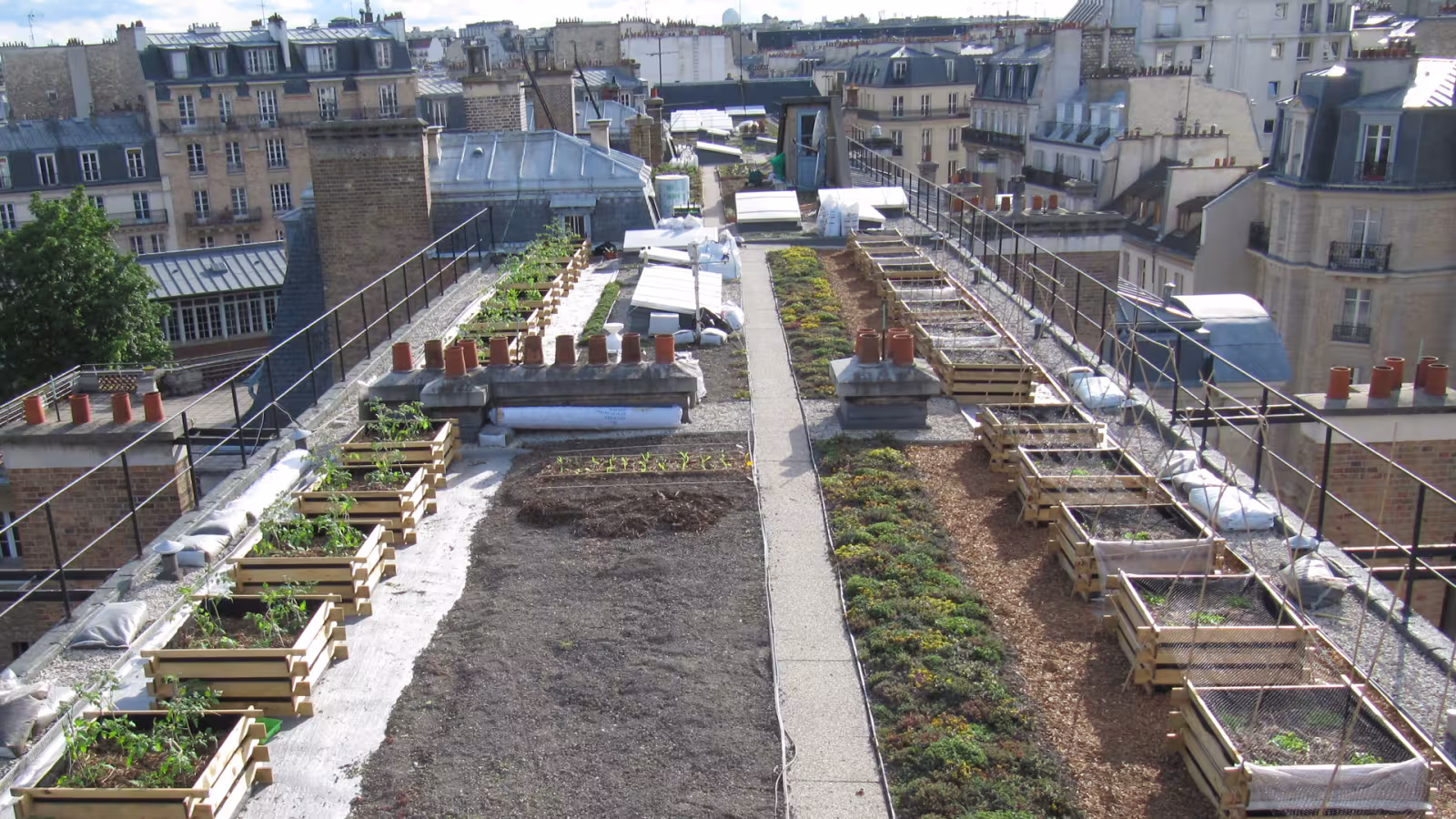 Agriculture urbaine : des toits de Paris transformés en champs