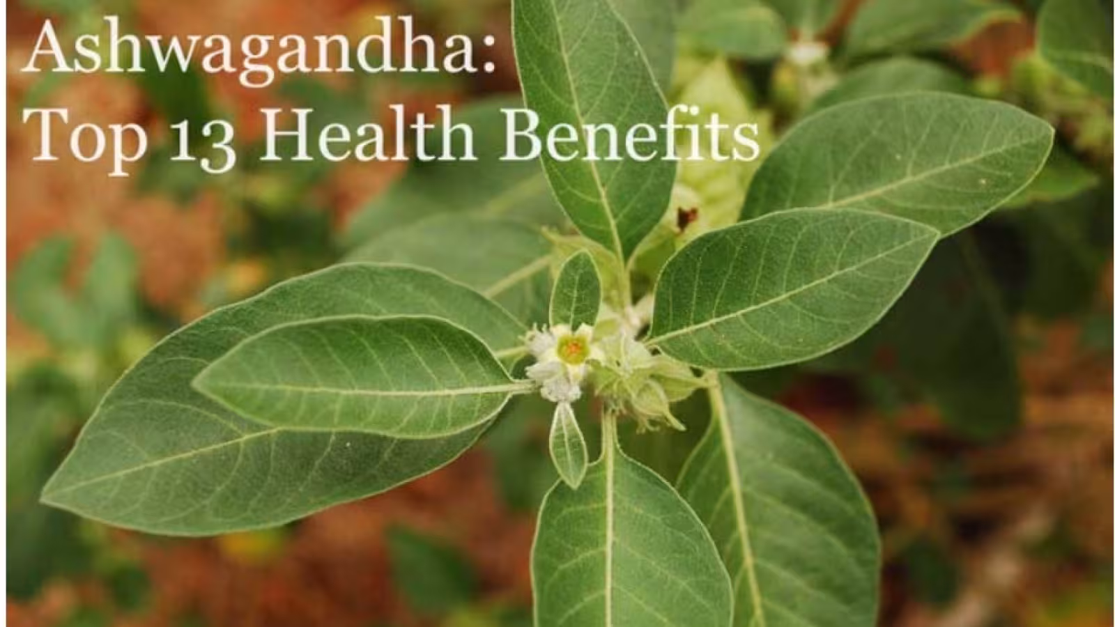 Aphrodisiaque, anticancer, antistress,  antidépression, l’ashwagandha de l’Inde s’arrache