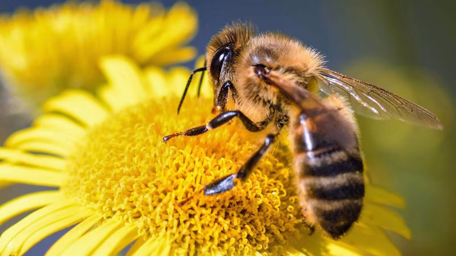 Elle découvre 80 000 abeilles et 45 kilos de miel derrière sa douche de salle de bains