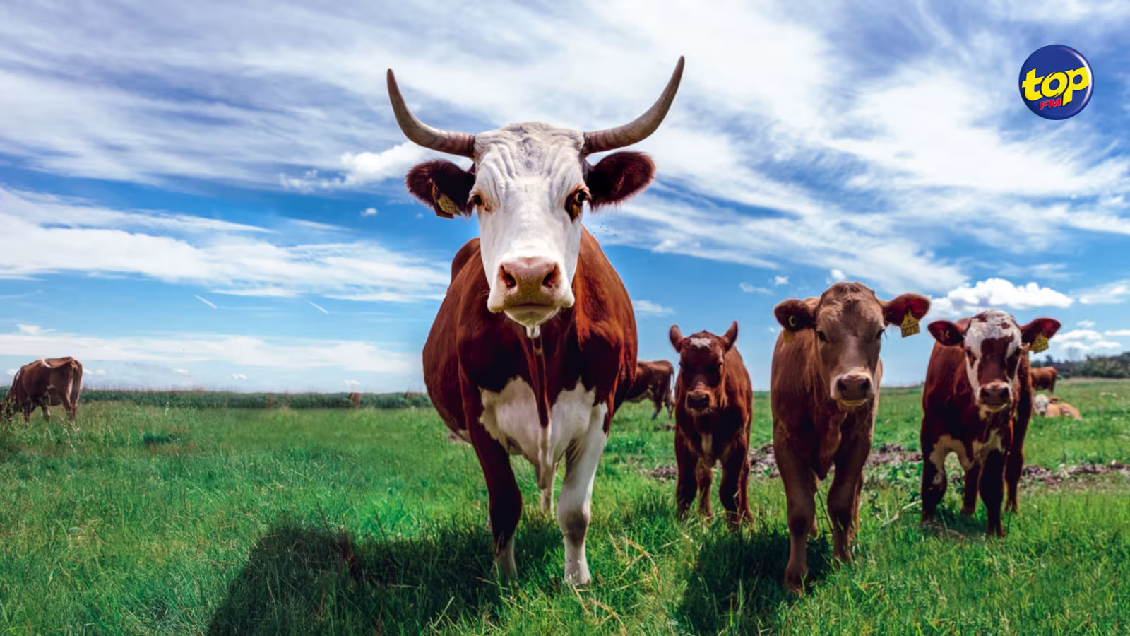 Un Animal Health and Livestock Production Bill pour bientôt