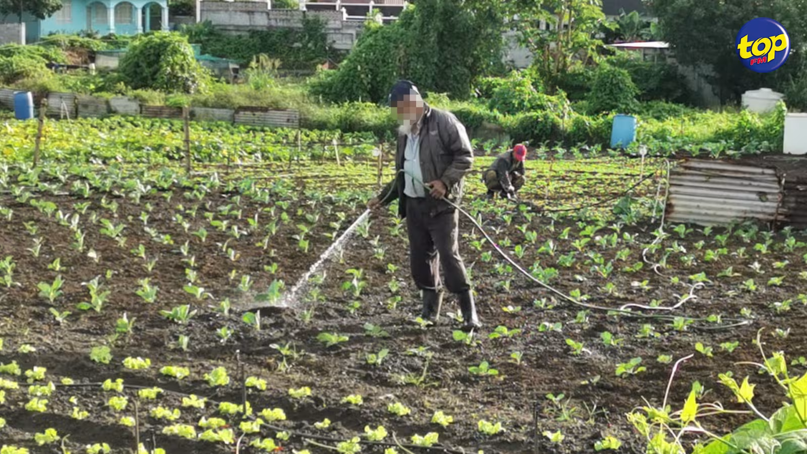 Autorisés à arroser leurs plantations 3 jours la semaine: Une décision qui ne réjouit pas certains planteurs