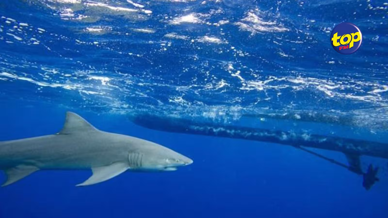 Attaque de requin aux Seychelles