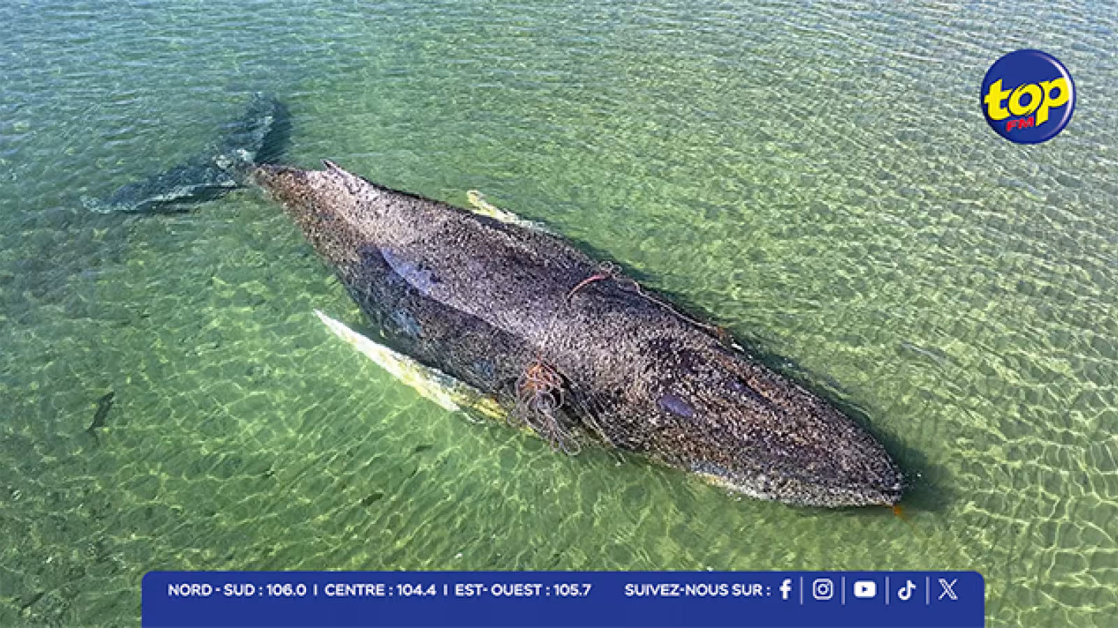 Sauvetage réussi d’une baleine piégée sur la côte allemande