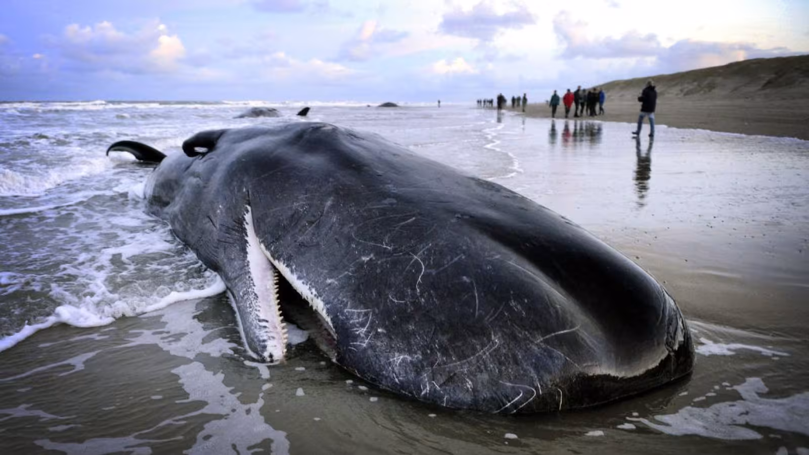 Un pêcheur thaïlandais fait fortune grâce au vomi de baleine