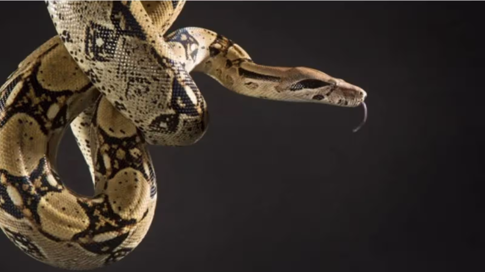 Il est étranglé et tué par son serpent de compagnie de 18 pieds de long