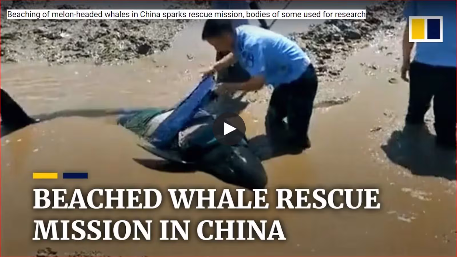 Sauvetage de 12 baleines échouées sur une plage chinoise