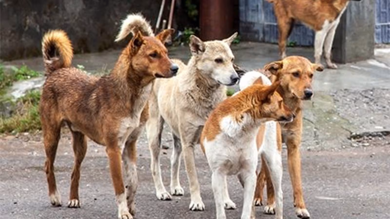 Bien-être des animaux errants : appel à une réforme de la législation concernée