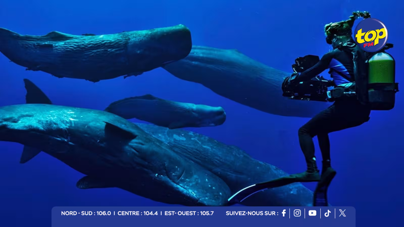 Bébé cachalot approché sous l’eau : #SaveTheBlu réclame un encadrement plus strict à Maurice.