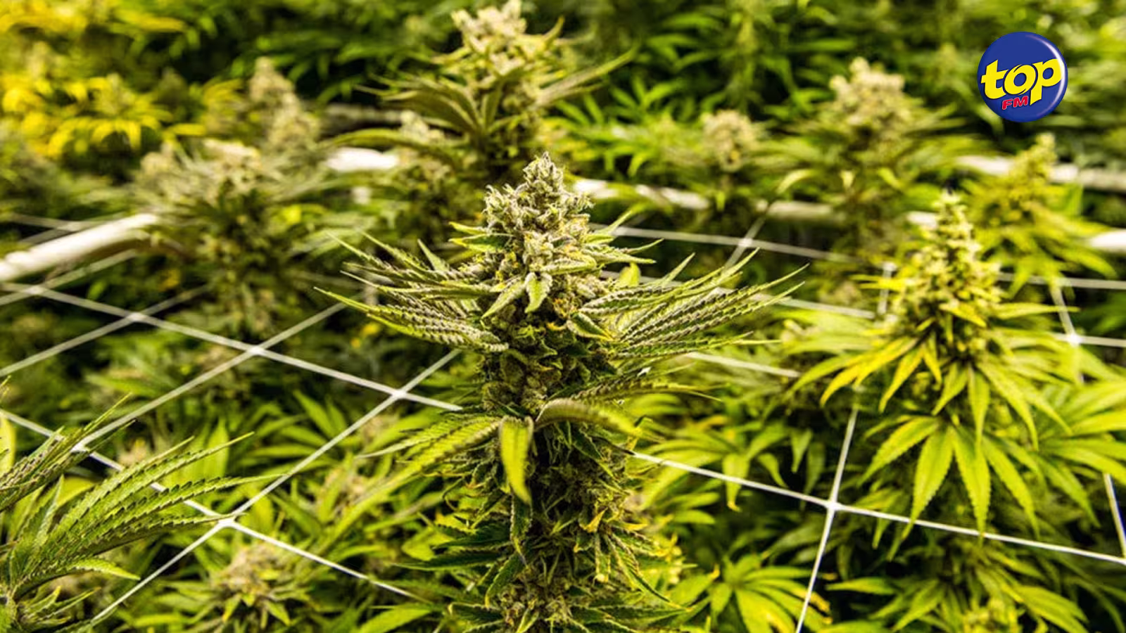 À Marechal : Un homme de 41 ans arrêté pour possession de cannabis