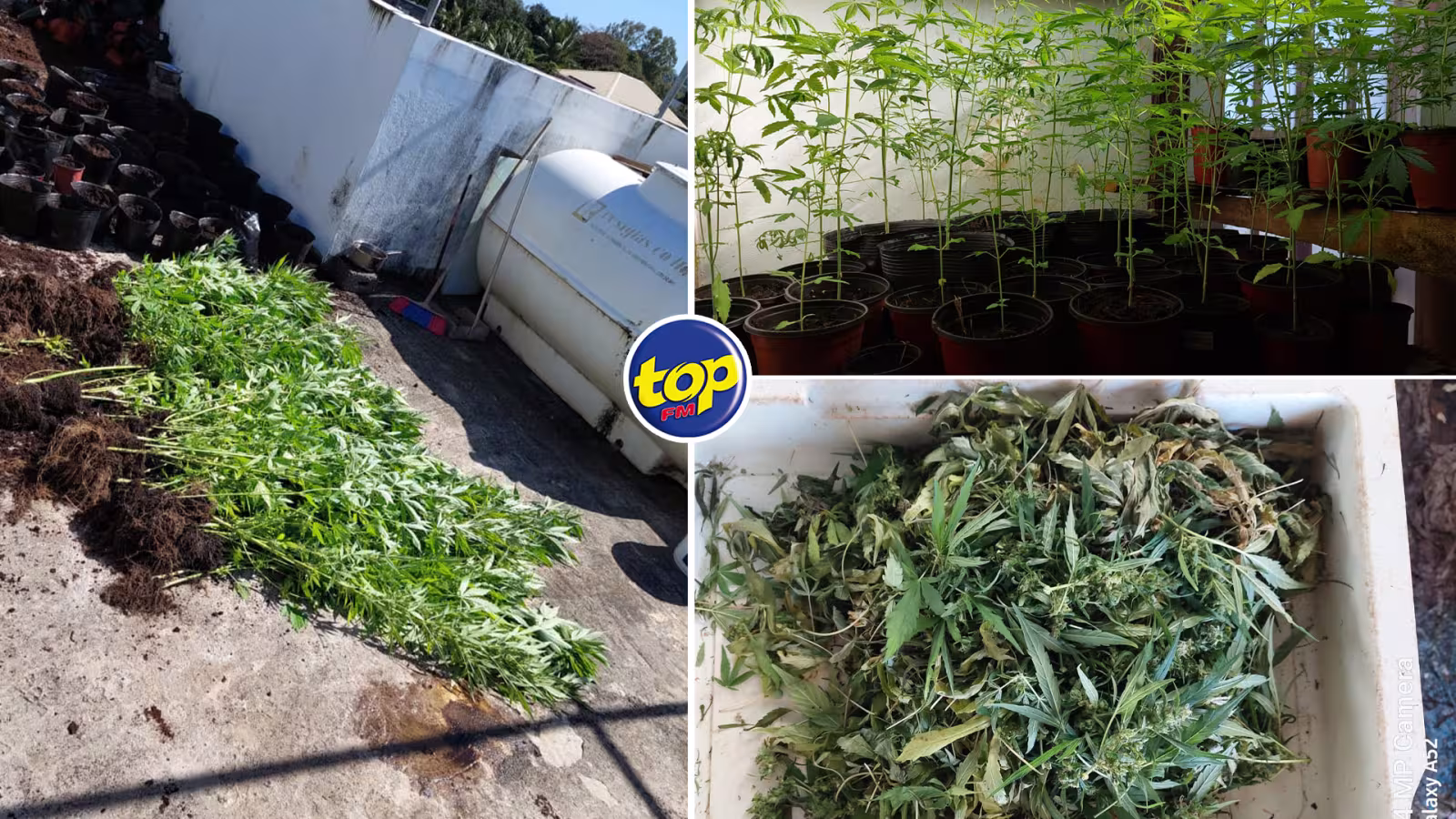 À Pamplemousses : un homme de 40 ans arrêté pour trafic de cannabis