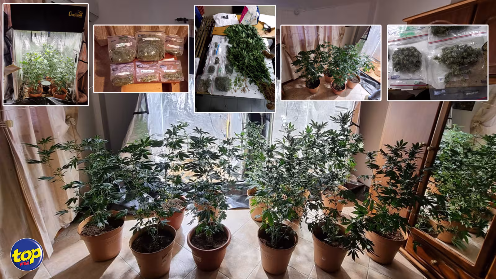 À Tamarin: Un homme arrêté pour possession et culture de cannabis