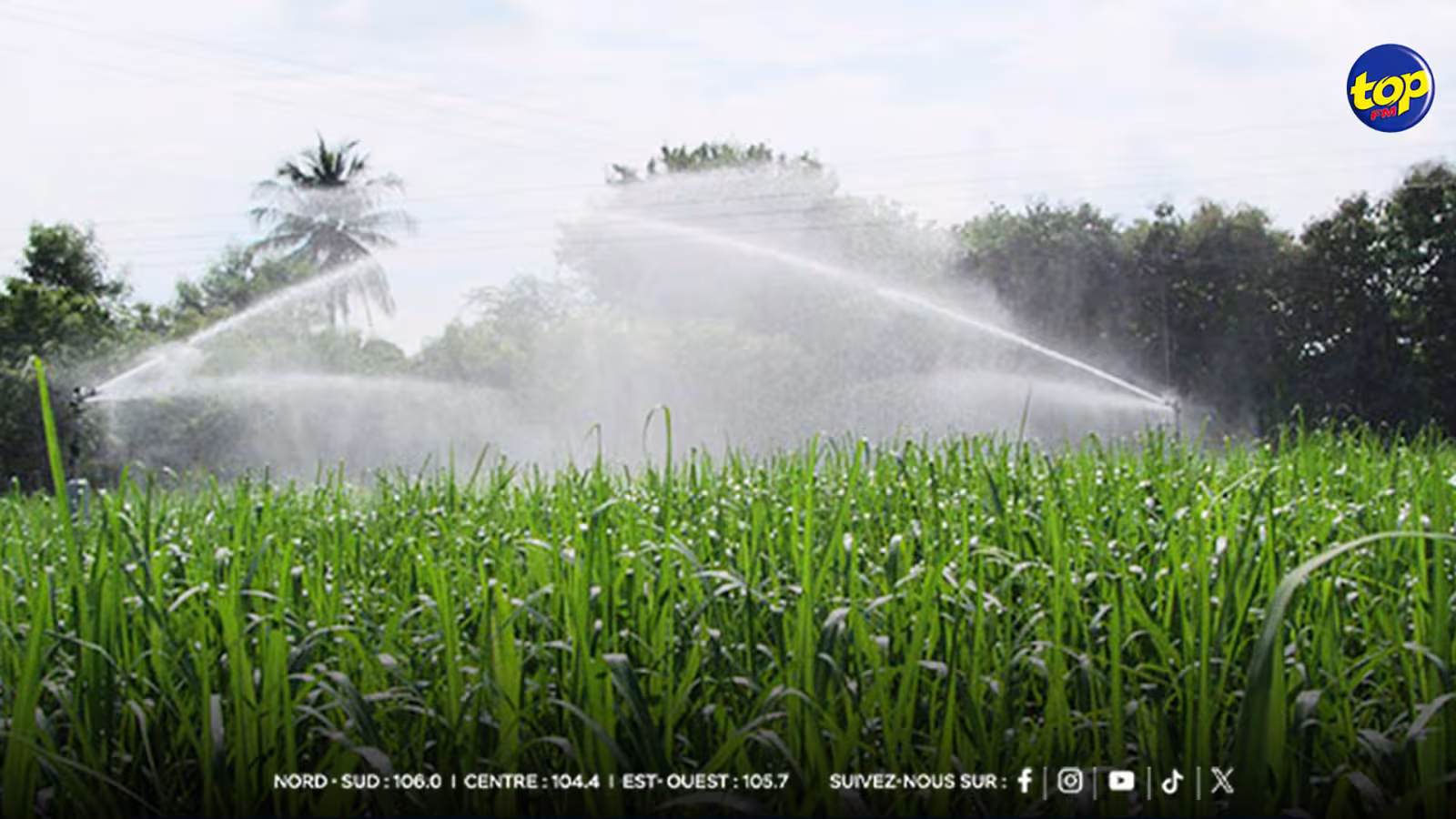 Gestion de l’eau : la CWA lève provisoirement les restrictions d’irrigation pour les champs de canne 