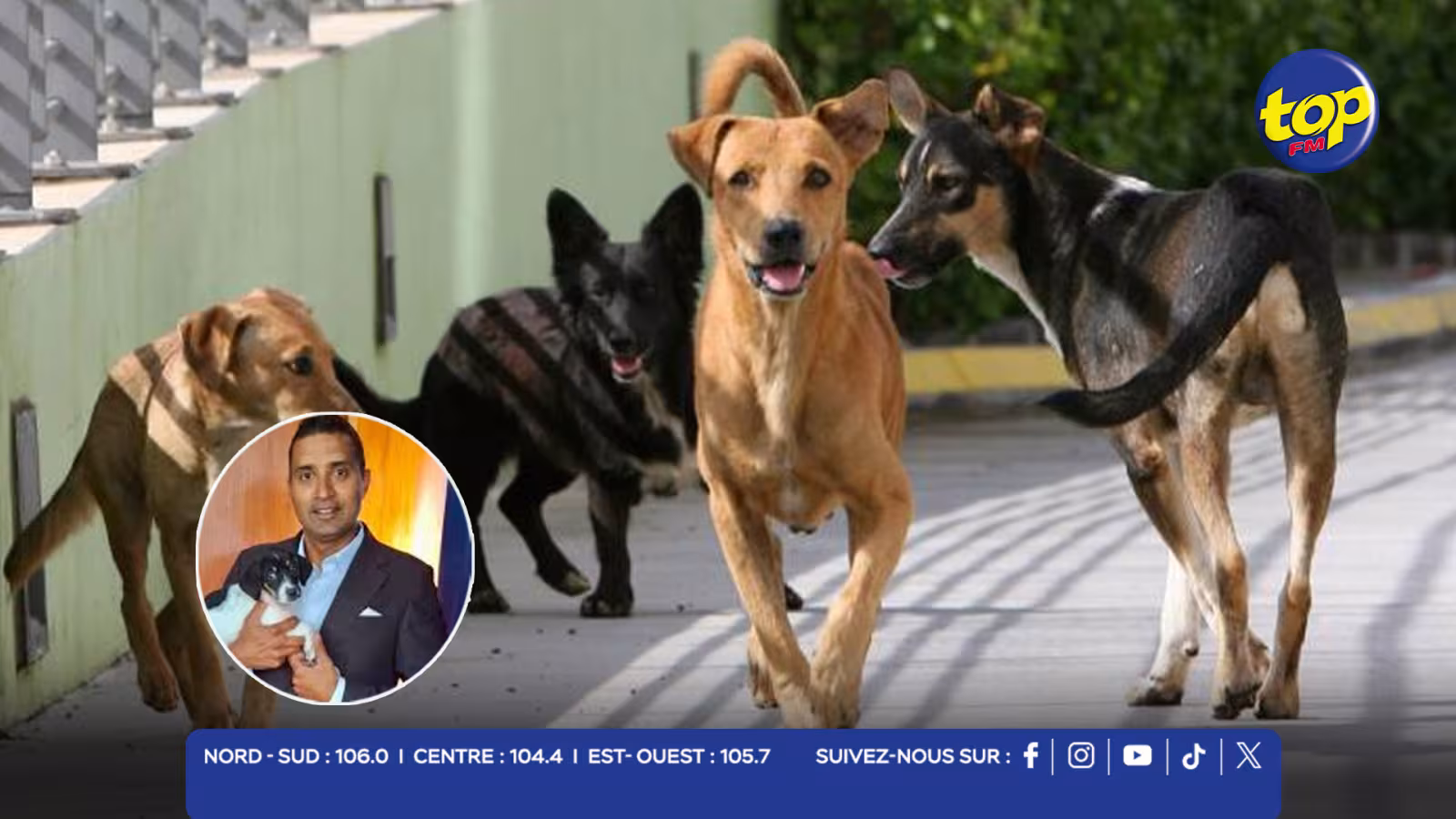 CHIENS ERRANTS