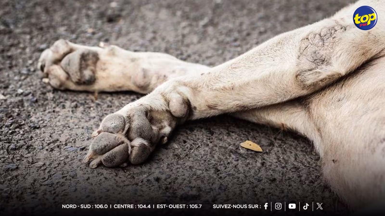 Cas d’empoisonnement : des chiens et des chats retrouvés morts à Coromandel
