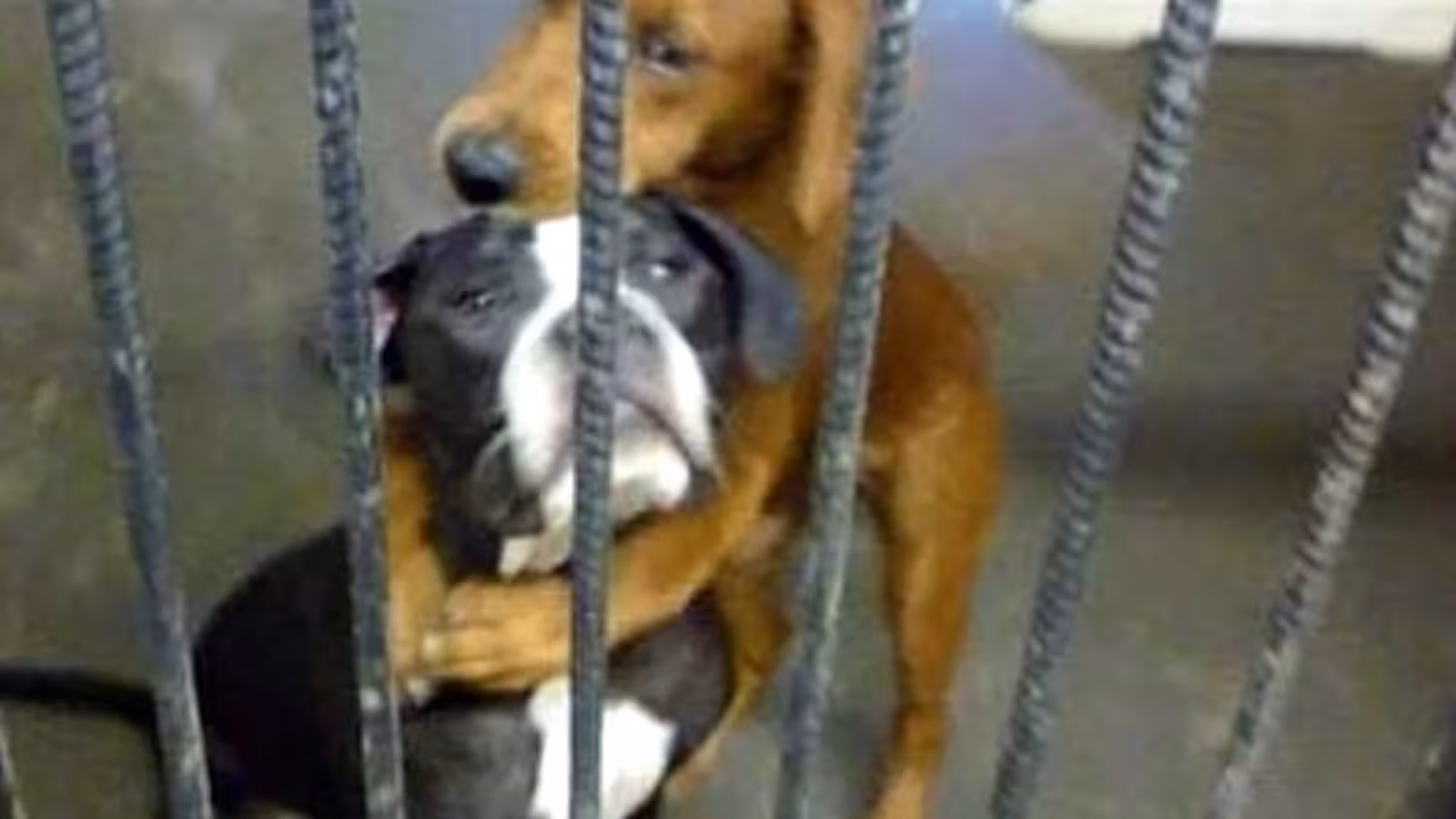 Des chiens errants sauvent la vie d’un nouveau-né abandonné dans un champ