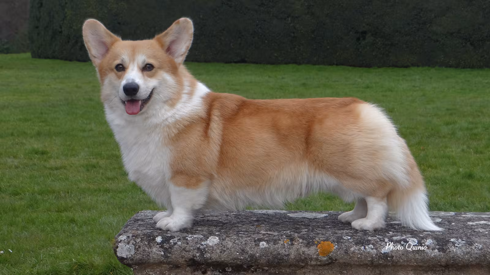 Un chien tué à coups de barre de fer… car sa maîtresse est un cas contact