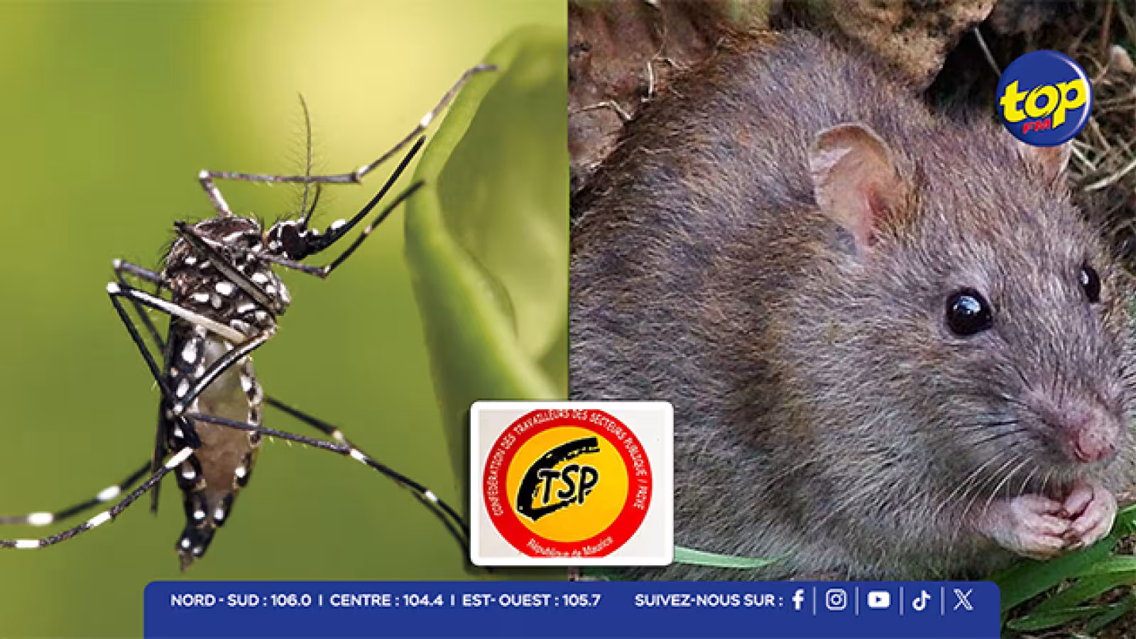 Santé : la CTSP exige la protection des éboueurs face aux maladies vectorielles