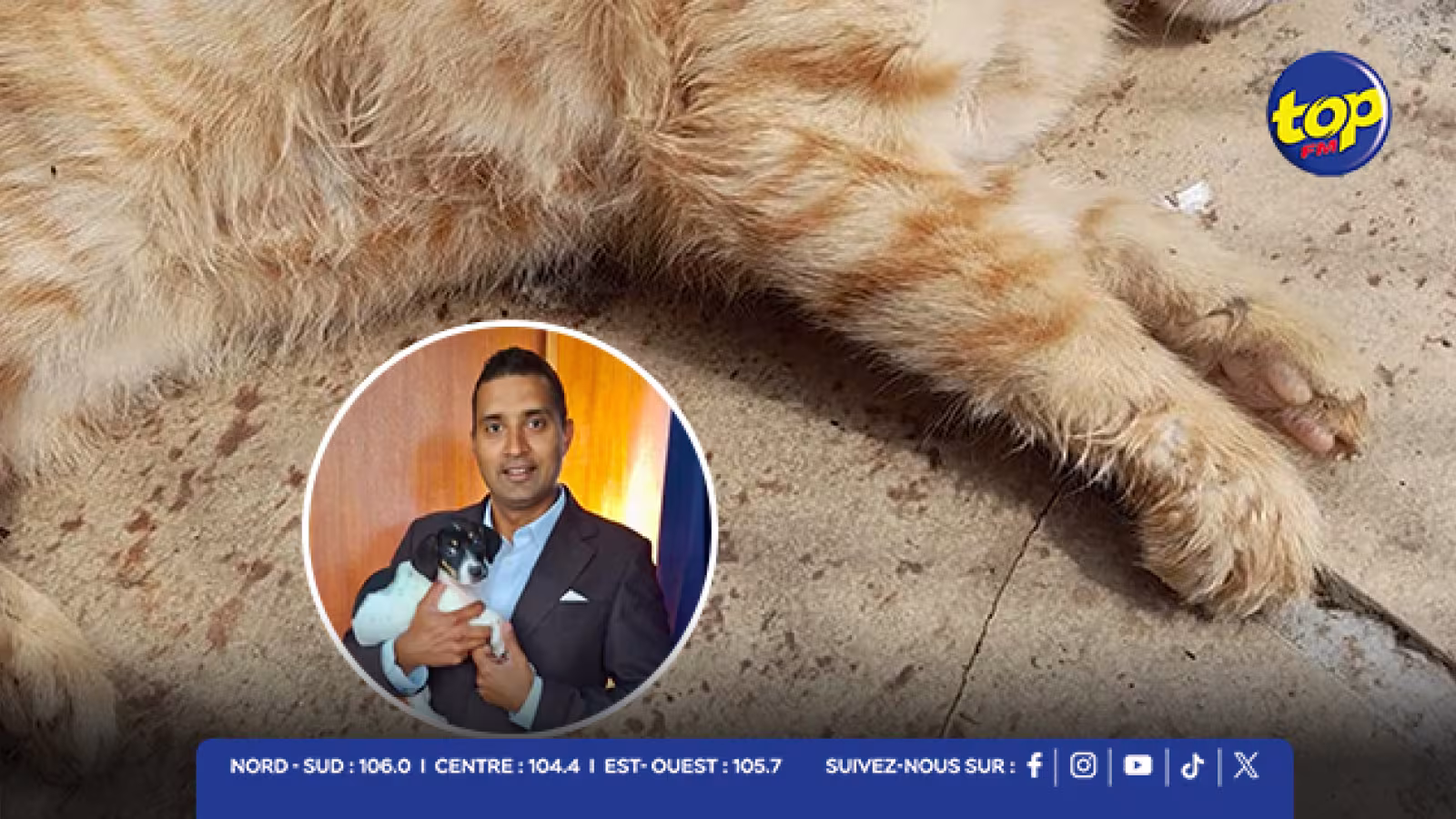 Grand-Bois : un chat tué par des chiens en liberté, une enquête en cours 