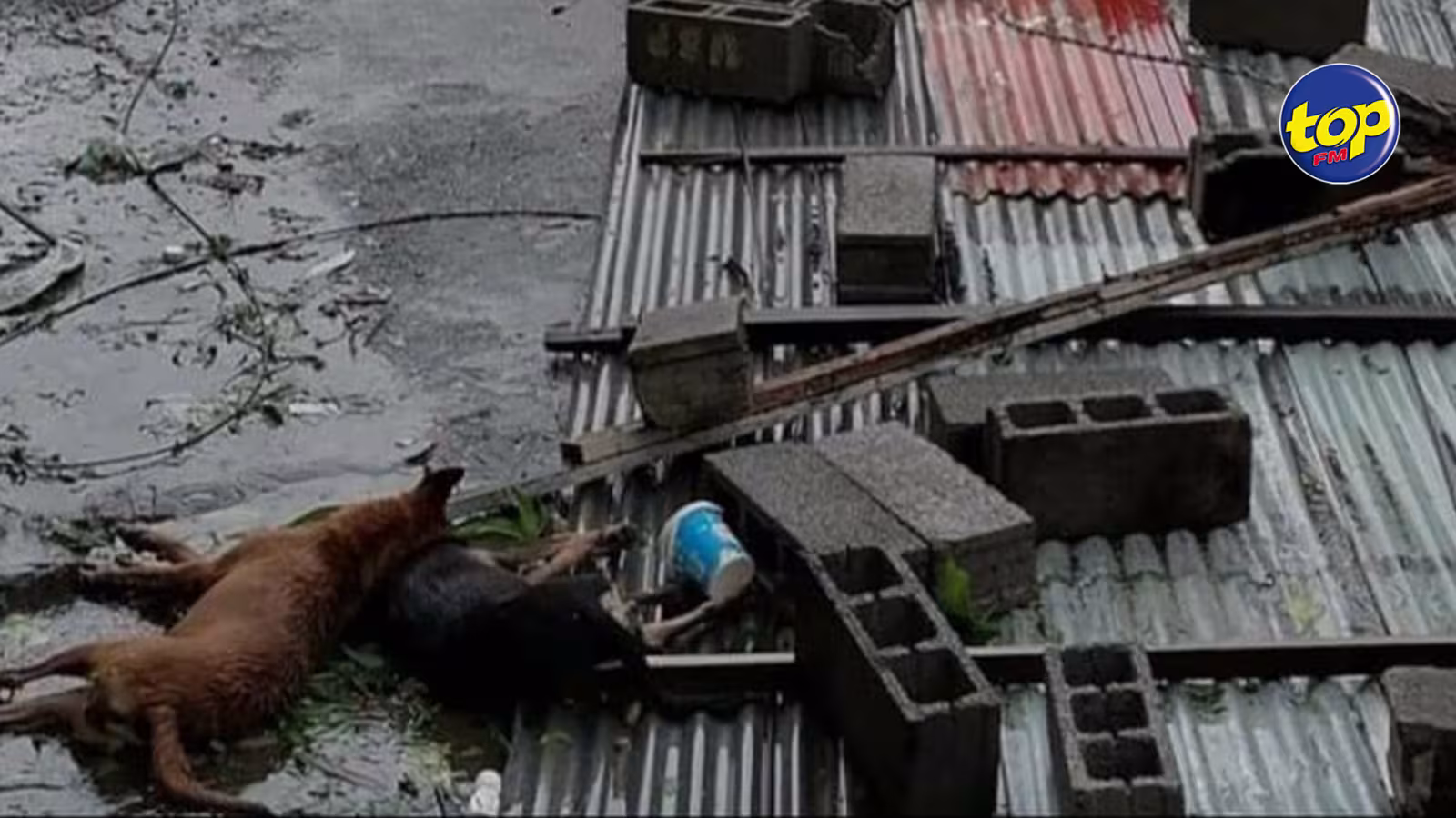 Chien électrocuté à Pailles pendant le cyclone : « s’il s’agit d’un animal domestique, le propriétaire est entièrement fautif », avisent les secouristes