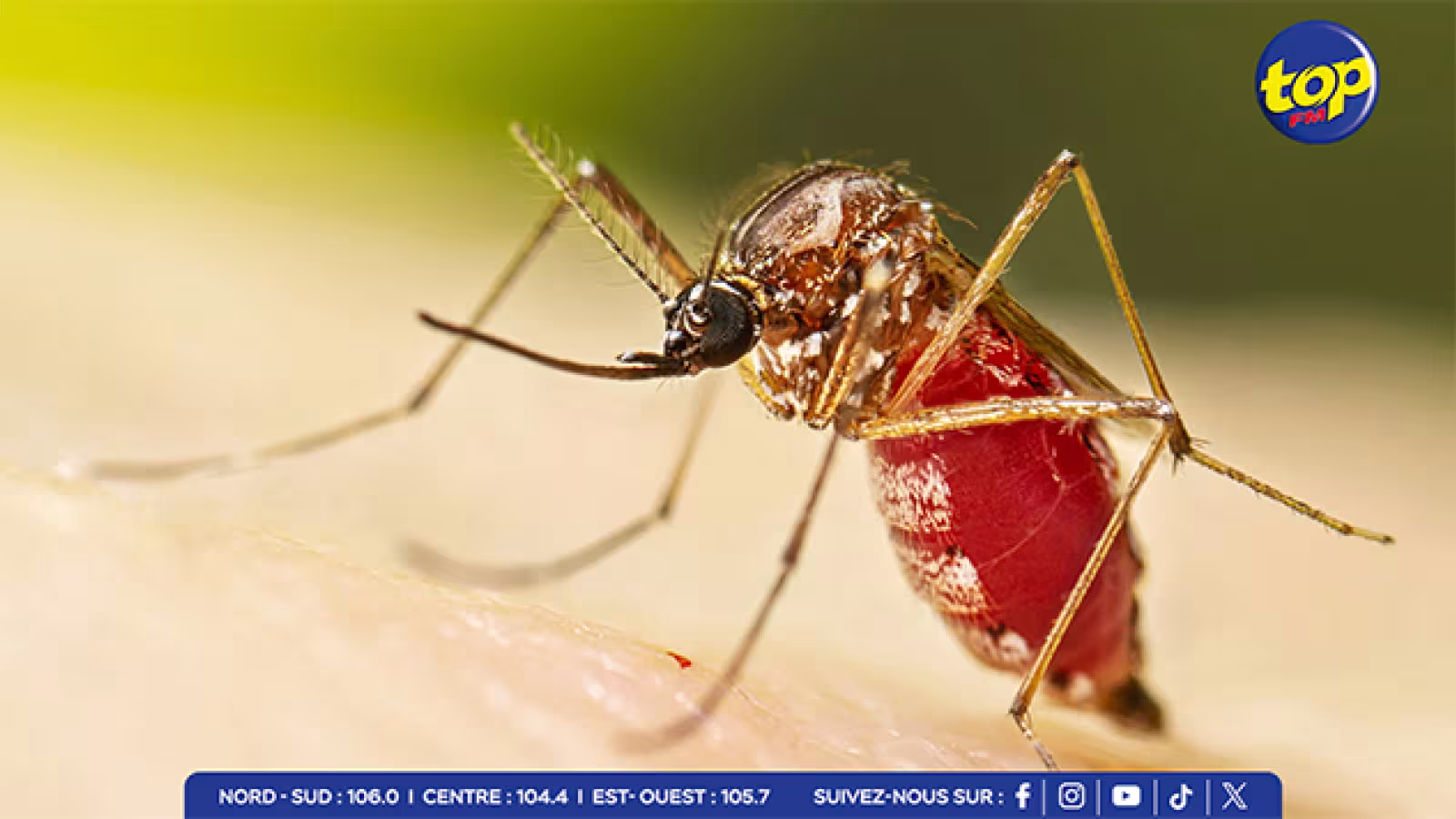 Épidémie de chikungunya : quatre nouveaux décès confirmés, la circulation du virus reste active
