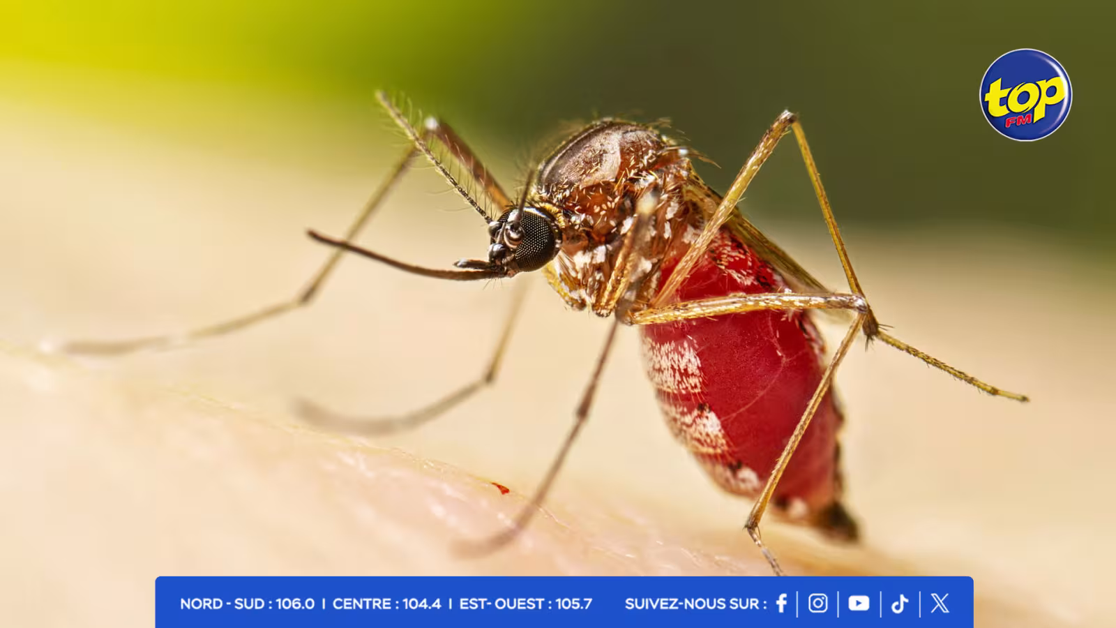 Chikungunya