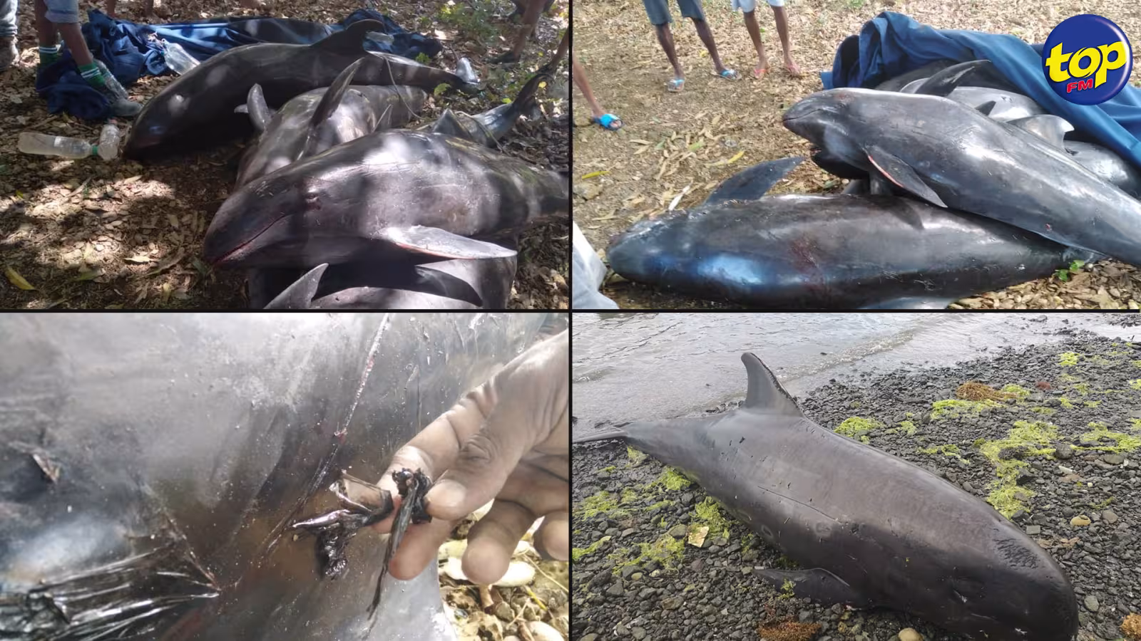 49 cétacés morts sur nos rives jusqu’ici : un phénomène qui rappelle celui de mortalité inhabituelle de dauphins dans le golfe du Mexique après la marée noire du Deepwater Horizon