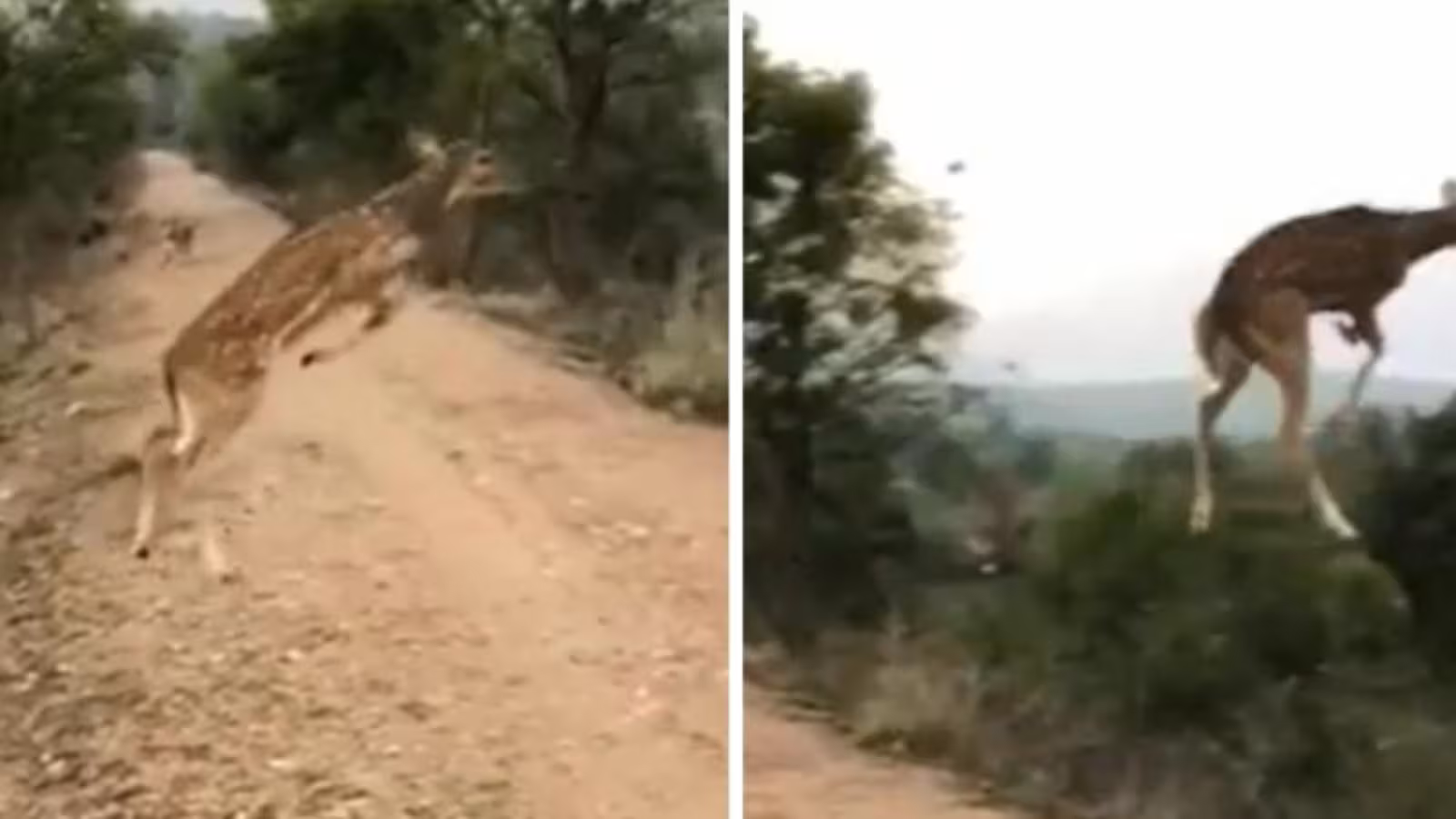 Le cerf qui vole dans les airs