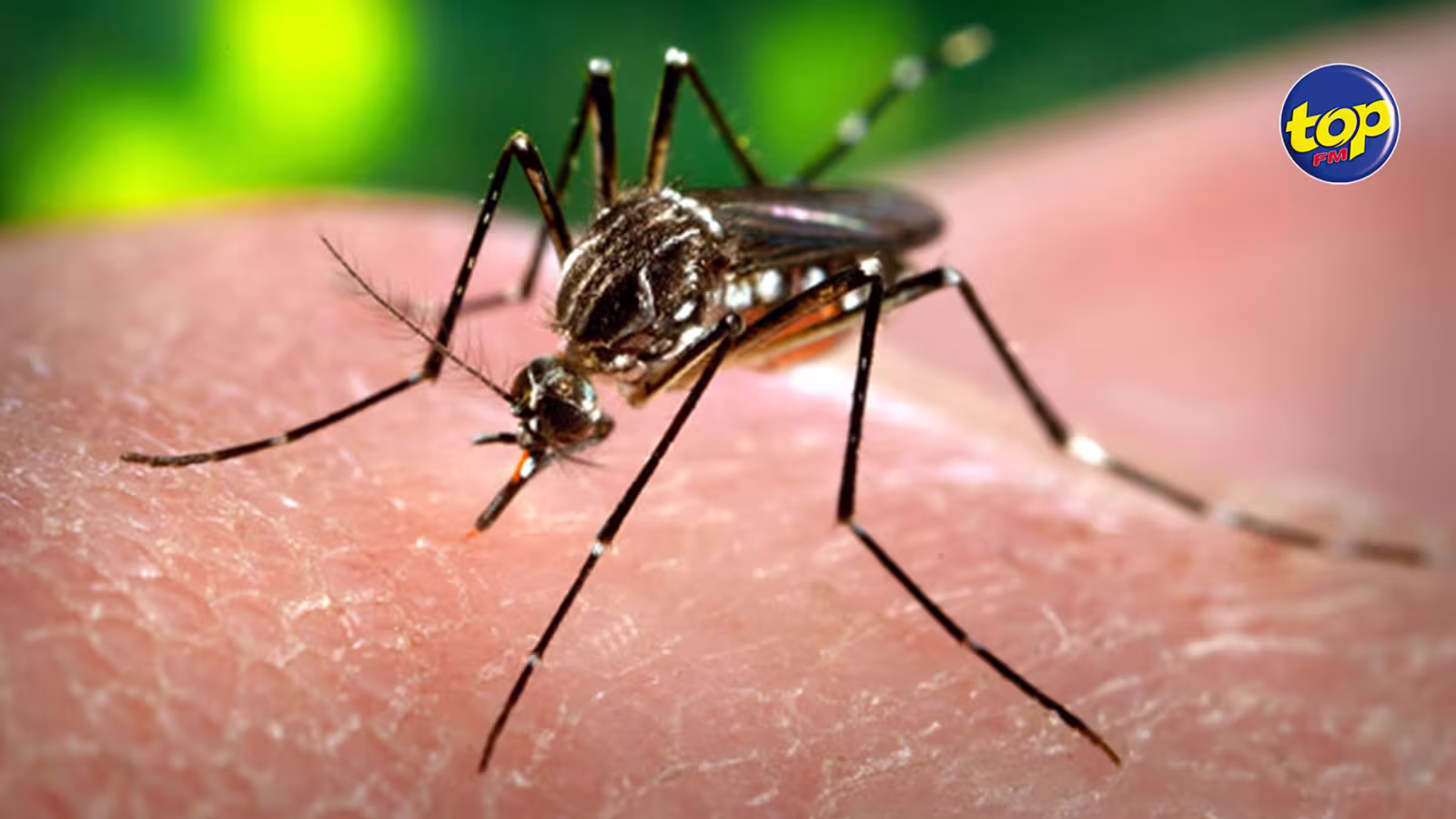 9 cas de Dengue répertoriés, dont 6 à Rodrigues : « À Maurice, nous avons une surveillance accrue », indique le Dr Dinassing , directeur des services de santé
