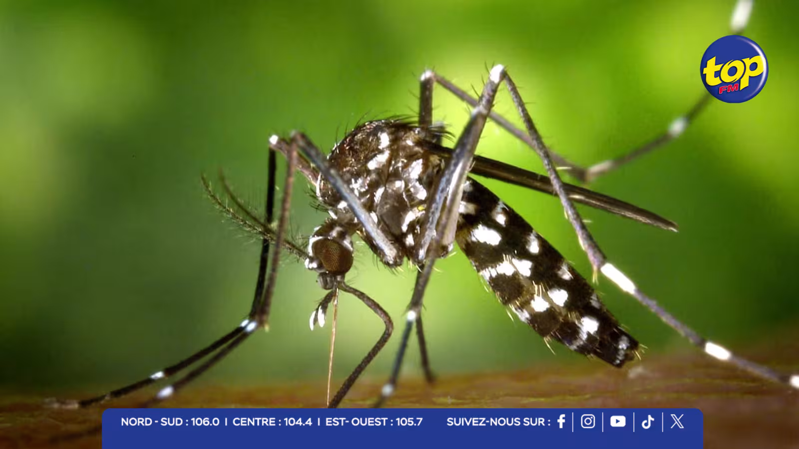 DENGUE