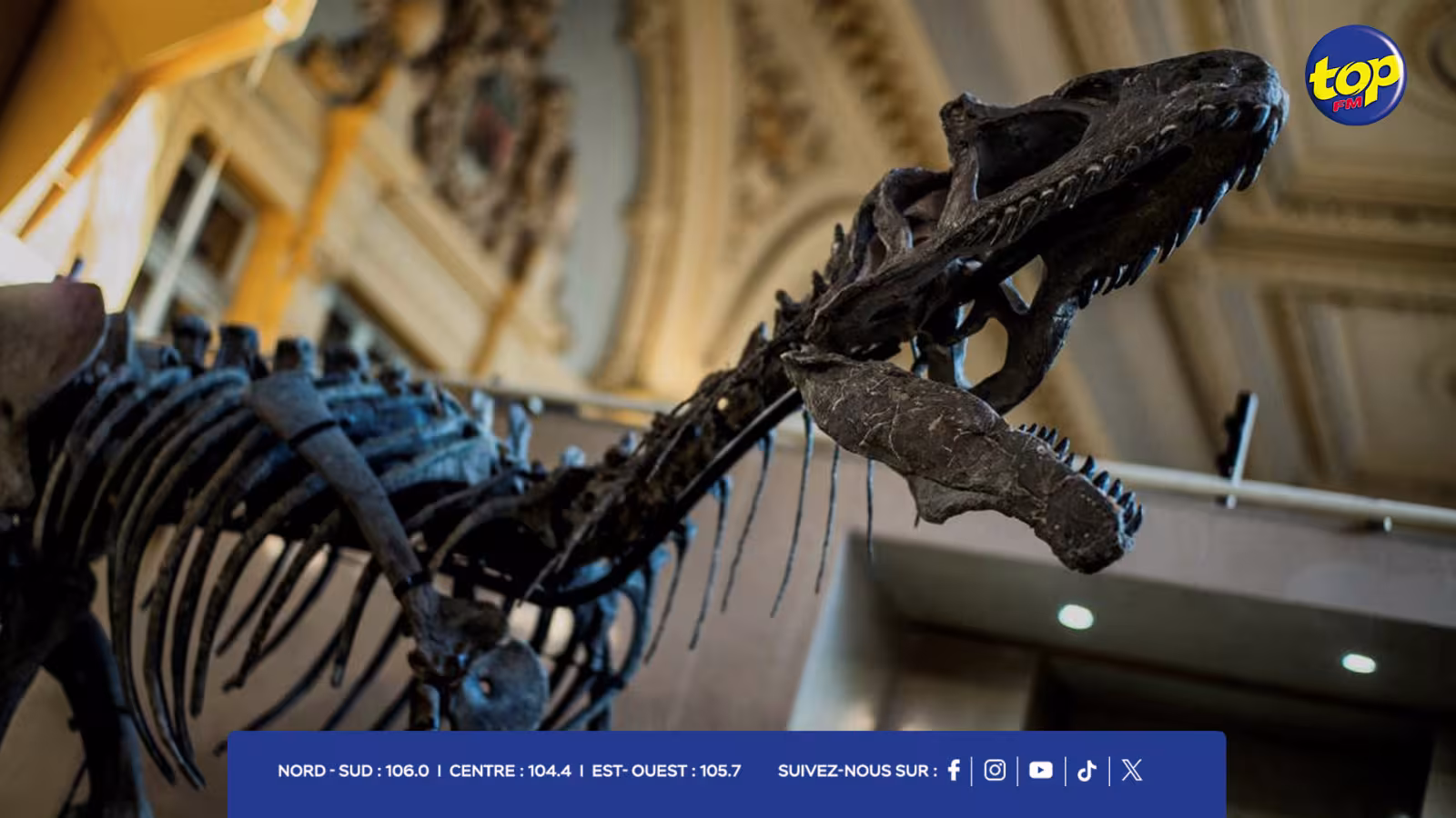 En Espagne : Découverte d’une nouvelle espèce de dinosaure (titanosaurien)