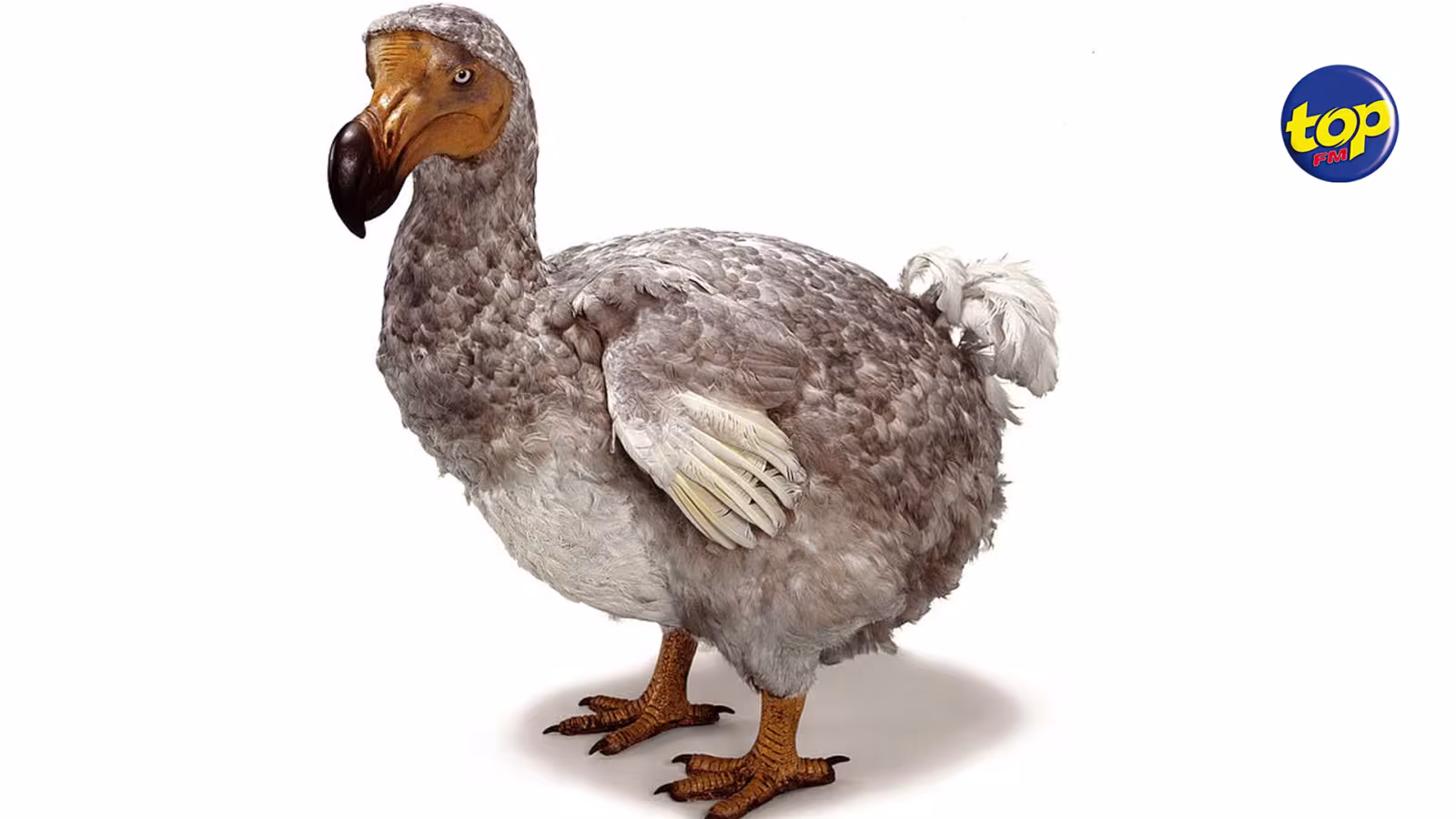 Ça fait le tour du monde : Grâce à un échantillon d’ADN, des scientifiques pensent pouvoir ressusciter le dodo