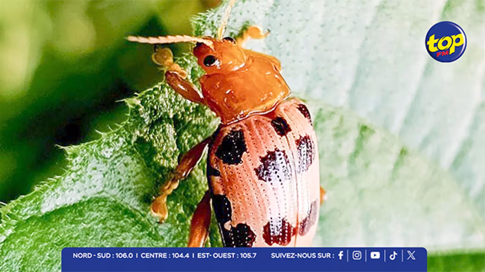 Le « Hog Plum Beetle » menace les pruniers : 765 plaintes déjà enregistrées à Maurice 