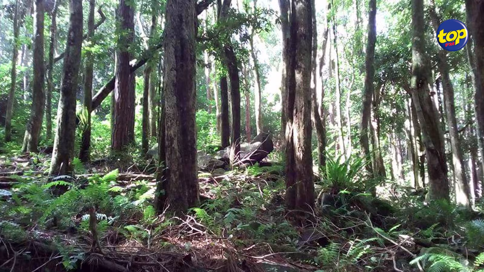 Déboisement : Maurice comptait 20 hectares de forêts de moins en 2020 qu’en 2019