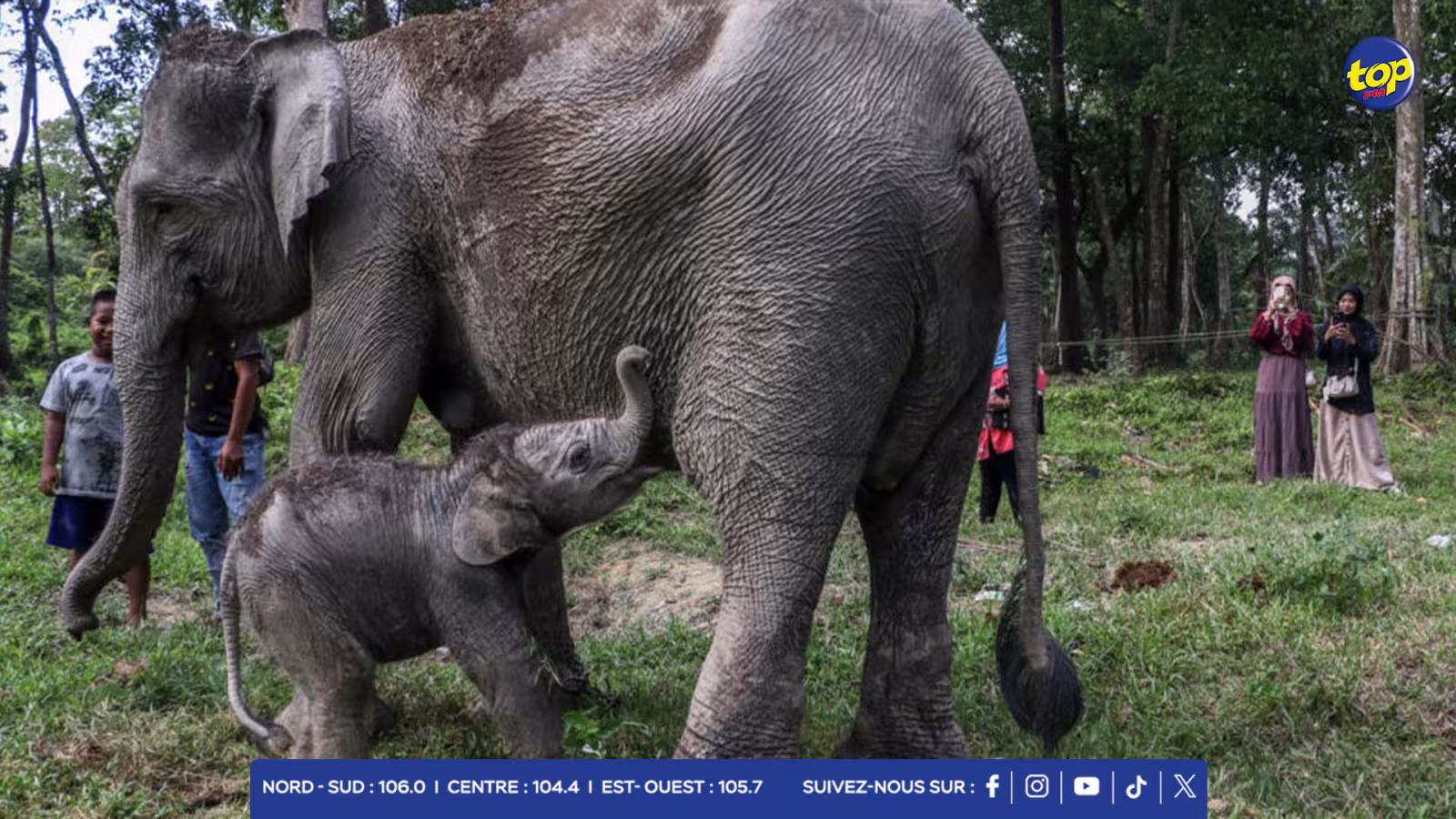Indonésie: naissance exceptionnelle d'un éléphant de Sumatra, en danger critique d'extinction