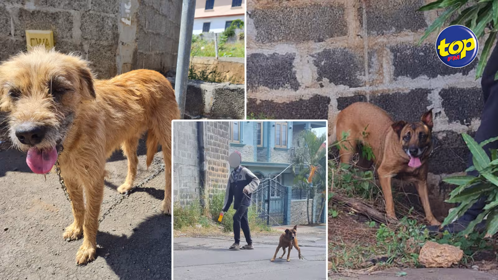 Cri du cœur des secouristes en cette journée mondiale du chien : plusieurs cas d’abandon répertoriés ,la maltraitance perdure dans le pays
